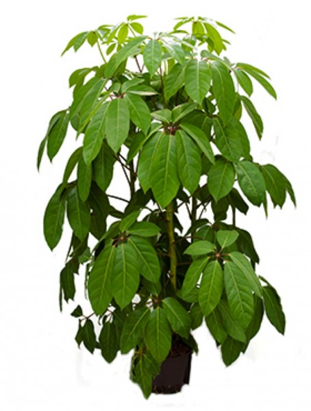 Schefflera amate - Strahlenaralie 170 cm