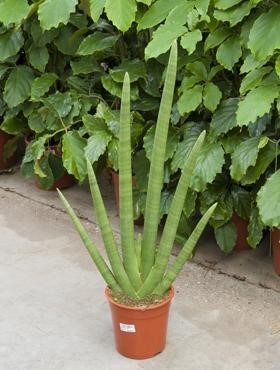 Sansevieria cylindrica - 85 cm