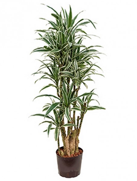 Dracaena white stripe 130cm