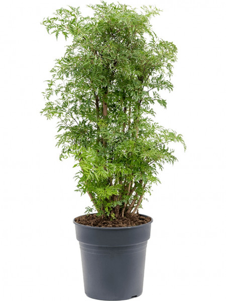 Aralia ming 80 cm