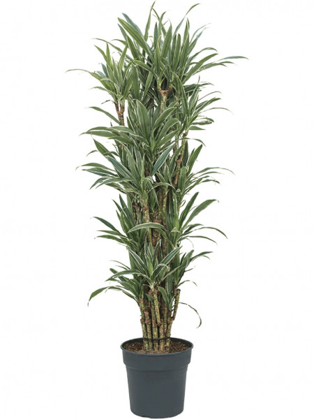 Dracaena deremensis - multi verzweigt 160 cm