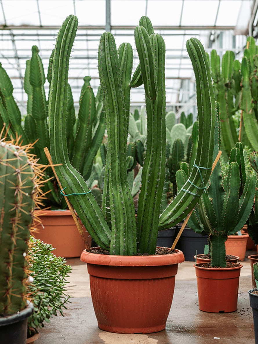 Kakteen und Sukkulenten Online kaufen Die Palme • Palmenmarkt