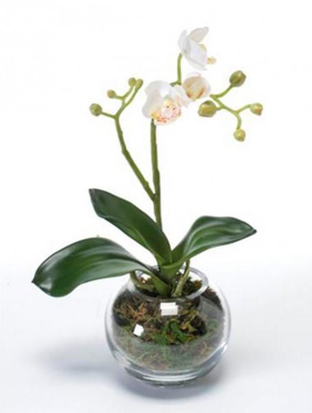 Phalaenopsis mit Moos | Orchideen Kunstpflanze im Glas 30 cm