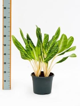 Aglaonema key lime Busch 70cm