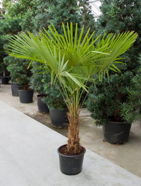 Trachycarpus fortunei 170cm