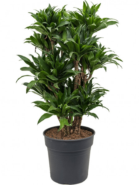 Dracaena compacta - multi verzweigt