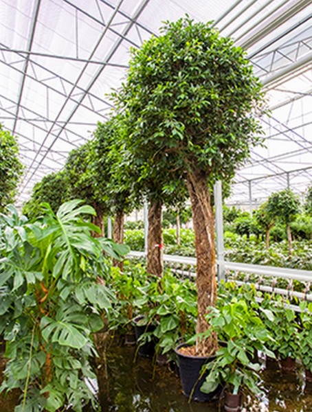 Ficus nitida 420 cm | Chinesische Feige