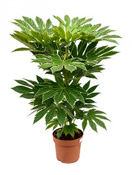 Fatsia spider web 80cm