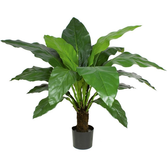 Anthurie Jungle King 100 cm.