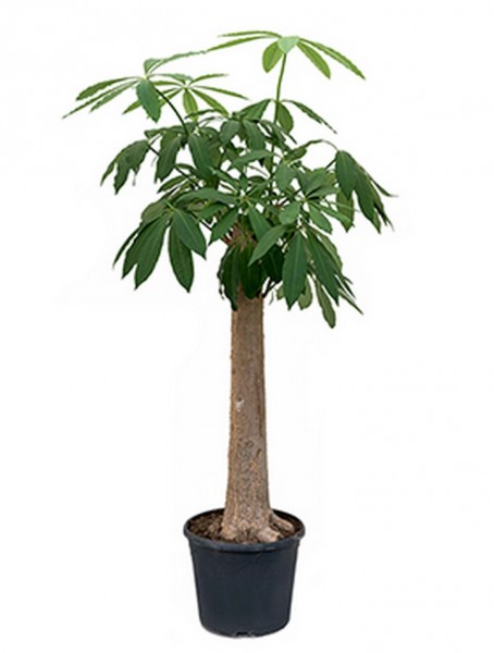 Alstonia scholaris 170 cm
