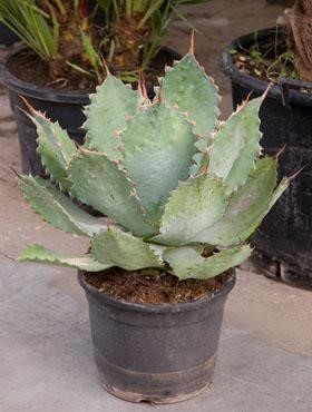 Agave cupreata 50 cm hoch