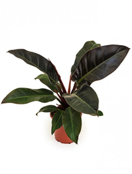 Philodendron imperial red