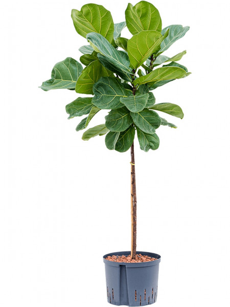 Ficus lyrata 130 cm - Geigenfeige Hydrokultur