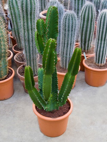 Euphorbia erytrea 100 cm