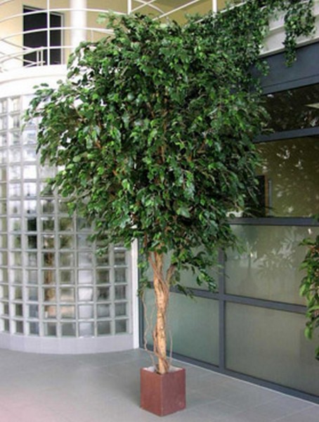 Giant Ficus exotoca 360 cm | Kunstbaum