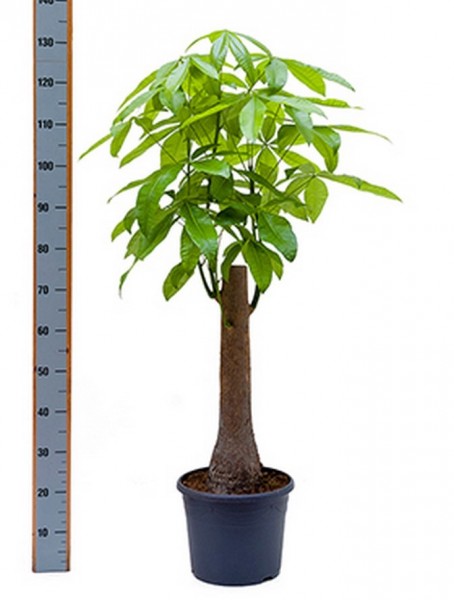 Pachira aquatica 140 cm Glückkastanie