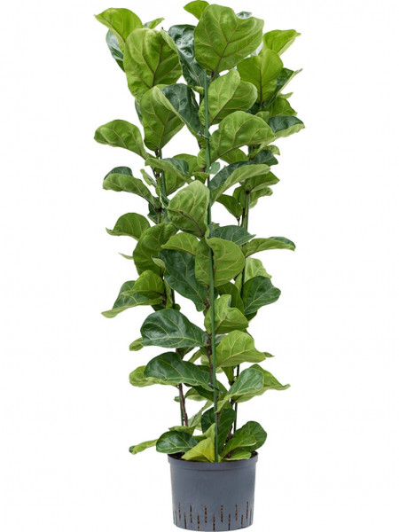Ficus lyrata bambino - Geigenfeigenbusch 120 cm