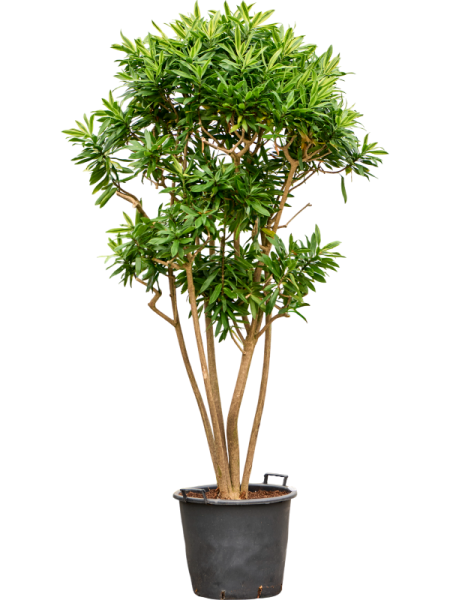 Pleomele song of sri lanka verzeigt 220cm