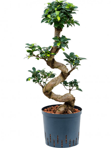 Ficus microcarpa compacta - Stamm S Bonsai 70 cm Hydrokultur 