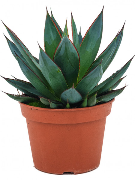 Agave Shaka Zulu 25 cm