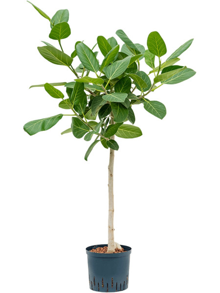 Ficus benghalensis - Hydrokultur Banyanbaum 100 cm