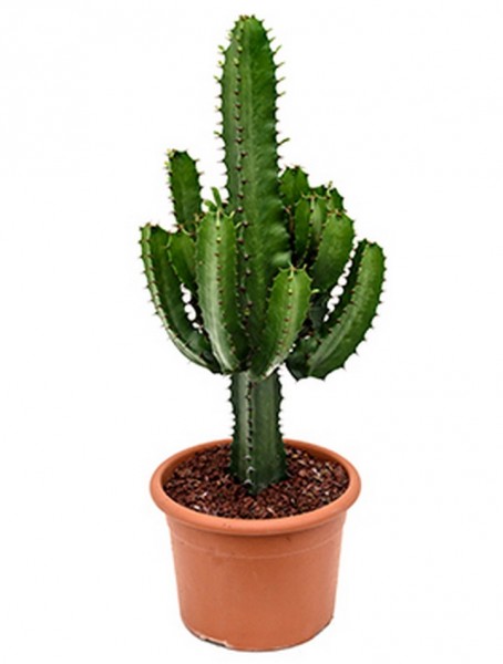 Euphorbia acruensis 50 cm