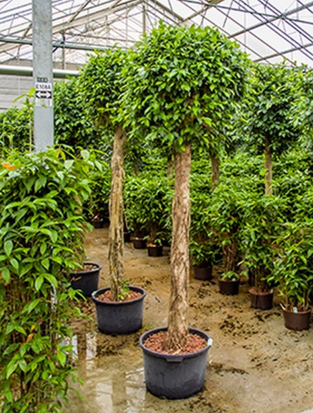 Ficus nitida 320 cm | Chinesische Feige geflochten