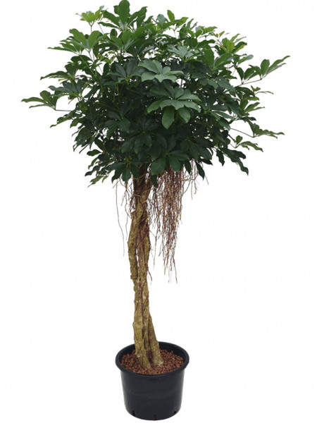 Schefflera arboricola - Strahlenaralie geflochten