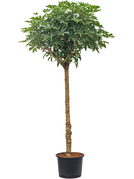 Schefflera arboricola Strahlenaralienbaum 200 cm Hydrokultur 