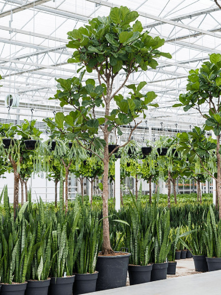 Ficus lyrata 425-450 cm
