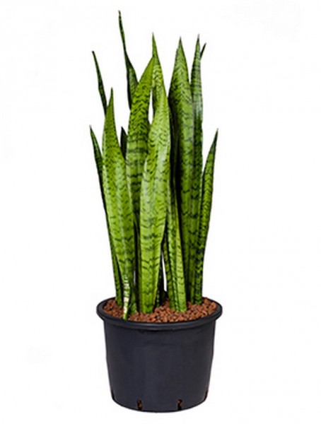 Sansevieria zeylanica 100 cm | Hydrokultur
