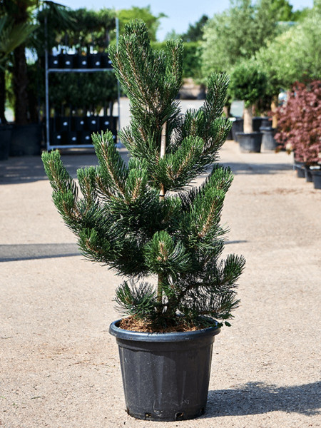 Pinus nigra - Oregon Green 120 cm