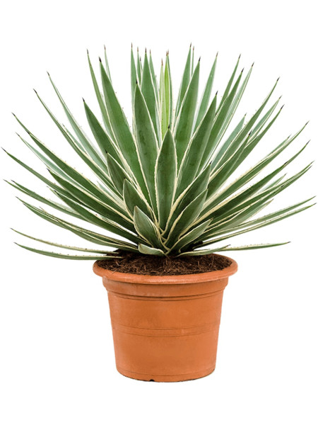 Agave angustifolia 90 cm