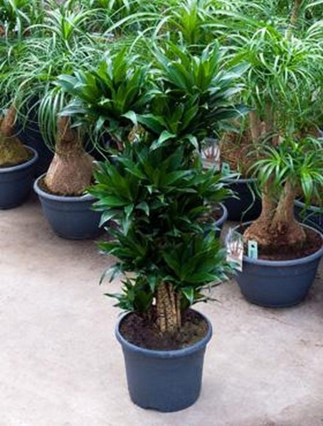 Dracaena compacta 90 cm - Drachenbaum