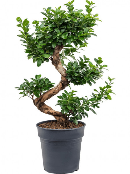 Ficus microcarpa compacta S-type Bonsa 80cm