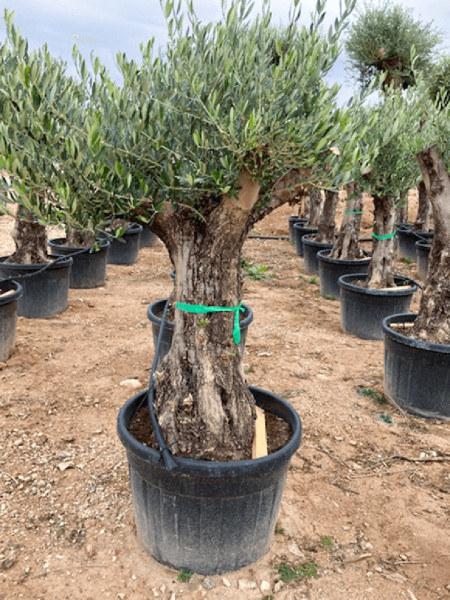 Olea europaea 200 cm | Olivenbaum Bonsaiform