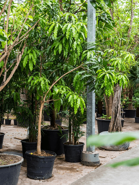 Mangifera indica 350 cm - Mangobaum