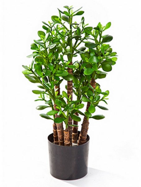 Crassula ovata Kunstpflanze 60 cm