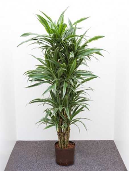 Dracaena deremensis | Drachenbaum multi 100cm