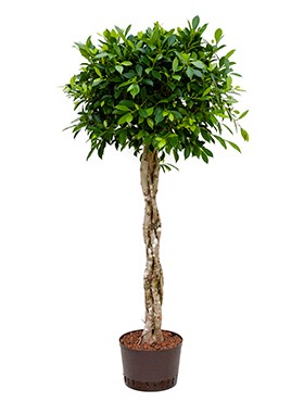 Ficus nitida 150 cm | Chinesische Feige geflochten