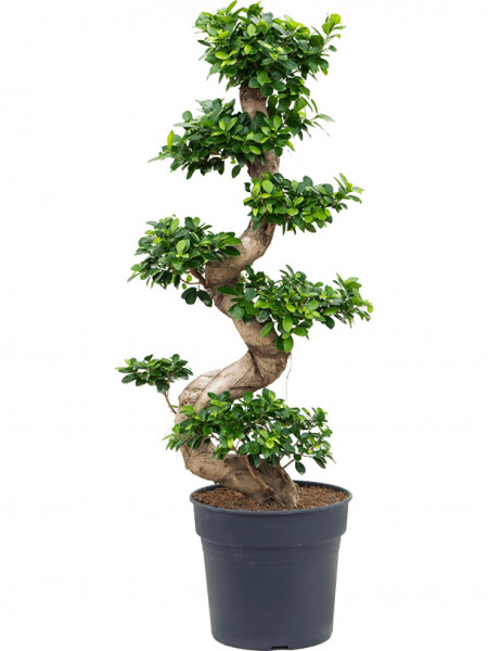 Ficus microcarpa compacta 130 cm - Stamm S