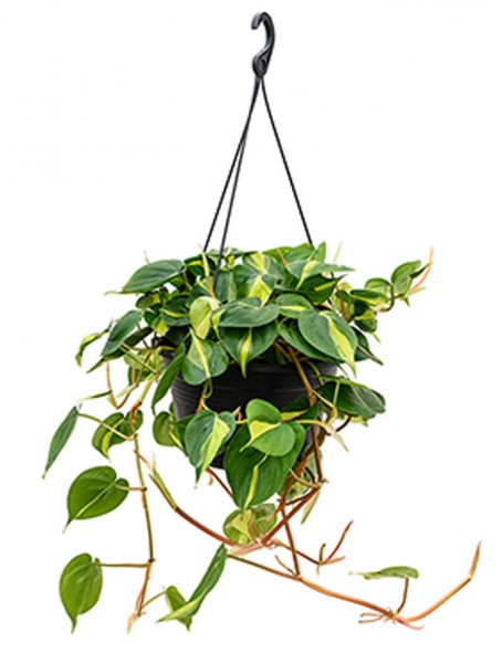 Philodendron grand brasil Ampel 40cm