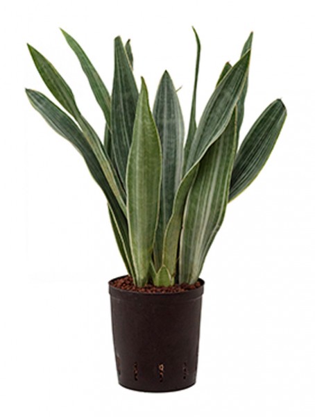 Sansevieria metallica 70 cm