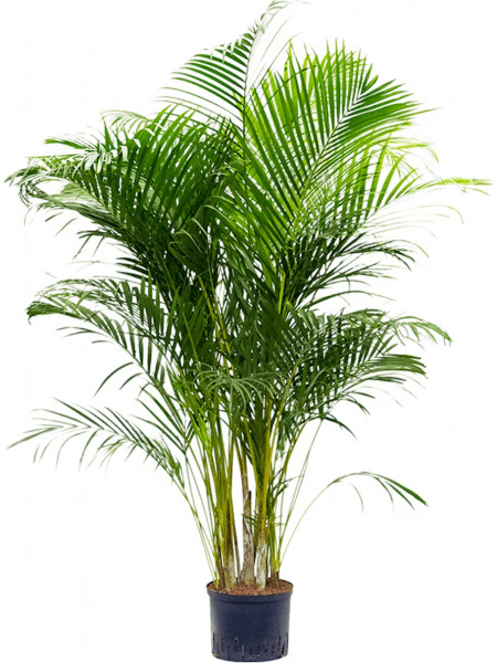 Areca lutescens 180cm - Hydrokultur