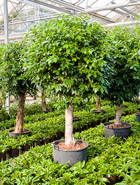 Ficus nitida 260 cm | Chinesische Feige