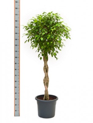 Ficus benjamina - Birkenfeige | Die - Palme  Palmenmarkt
