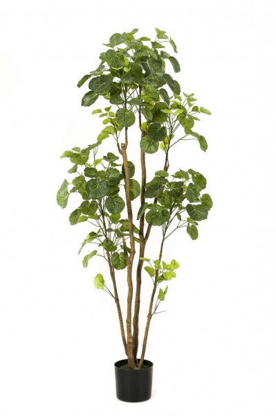 Polyscias 160 cm Fiederaralie Kunstbaum