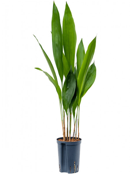 Aspidistra elatior Schusterpalme 60 cm