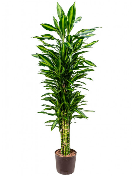 Dracaena cintho - multiverzweigt 150 cm - Hydrokultur