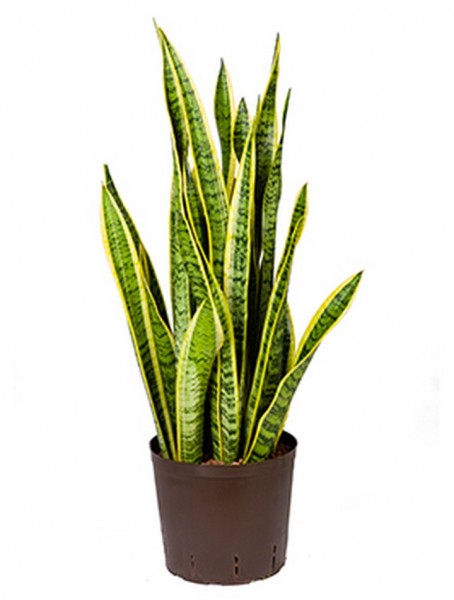 Sansevieria laurentii 70 cm| Hydrokultur